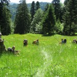 piatra mare_iunie 2010 044