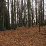 IMG_9356