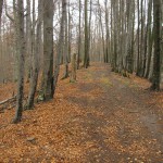 IMG_9366
