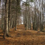 IMG_9371