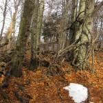 IMG_9375