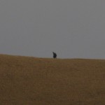 IMG_9408